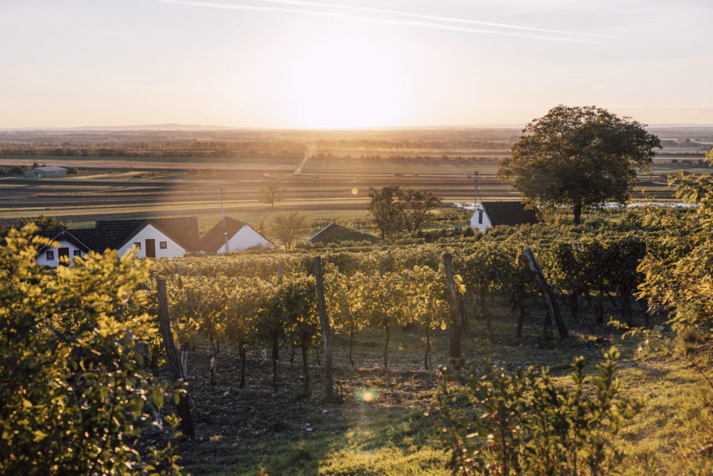 Ausblick über die Weinberge im Weinviertel, Niederösterreich, Creating Click