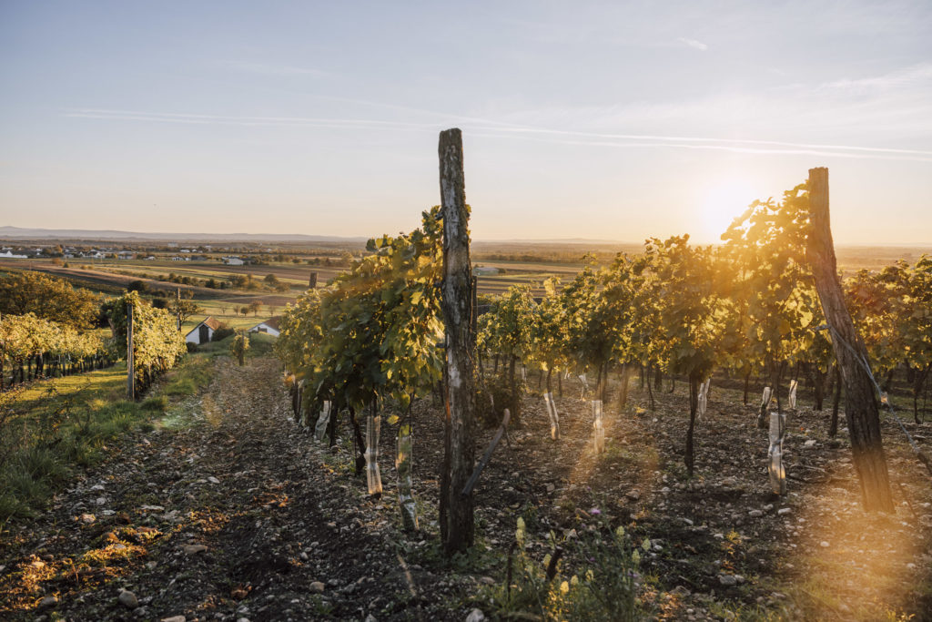 Weinbau im Weinviertel, Niederösterreich