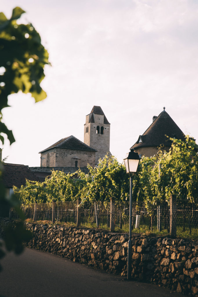 Weinreben vor Dürnstein, Wachau