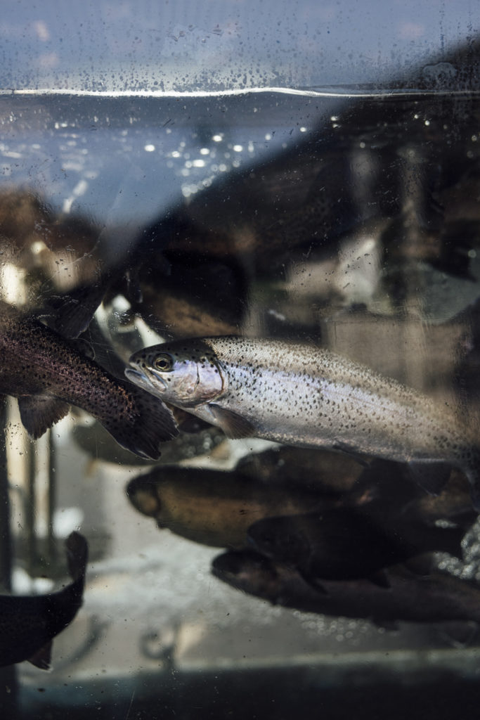 Saalbach Forellenhof Kulinarikshooting
